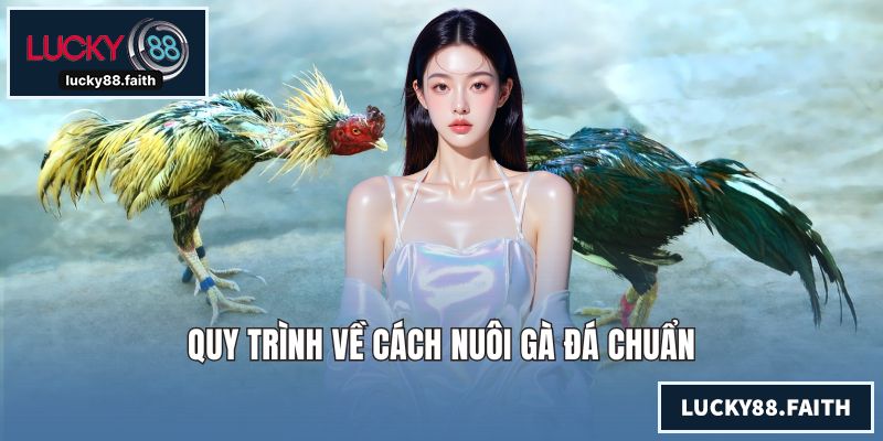 Quy trình về cách nuôi gà đá chuẩn
